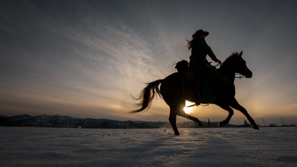 Houston Rodeo Tickets Insider Tips for Online Ticket Selling Success